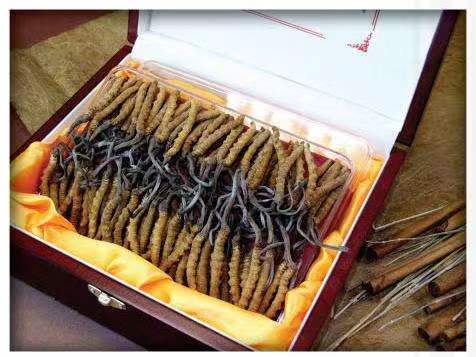 江海冬虫夏草回收